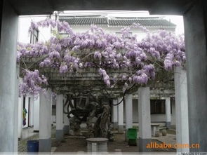 移植紫藤， 存活率是个大问题