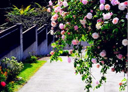 栽培与月季的相似之处