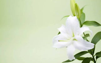 百合花语：解读人生五味，绽放生命之花