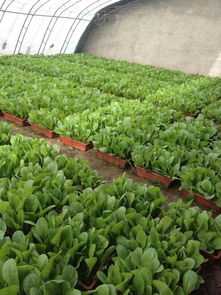 五、 日常养护，让盆栽茁壮成长