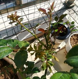 夏天月季顶芽卷曲和干尖的原因及解决方法