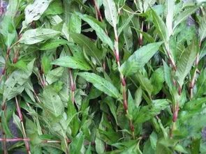 藨草：水利局的宝贝