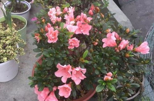 芍药盆栽如何养殖？土壤和光照条件有哪些要求