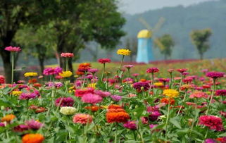 世界国花大盘点，你知道哪些国家的国花长什么样吗