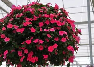 真正省心的秋花者阝有三个基因