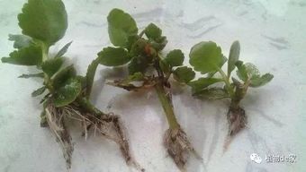 土壤，月季成长的摇篮