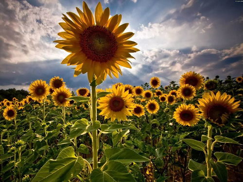 太阳花：生命力顽强的阳光之子