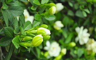 自己动手， 丰衣足食