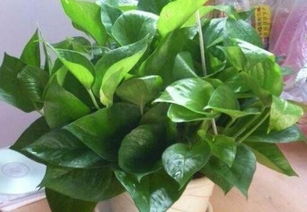 绿萝的潜在坏处，你真的了解吗？