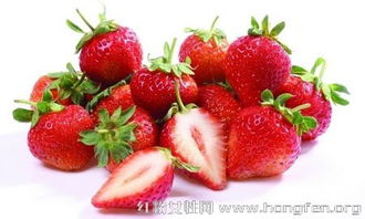 夏天养藤本月季需要注意哪些关键事项，以确保其健康生长？