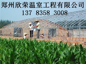 常见大棚除草剂，特点大揭秘