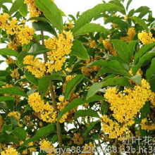 桂花树苗种植入门：如何种出美丽的桂花树