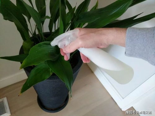 喷洒多菌灵的小窍门，别让叶子受伤啦！