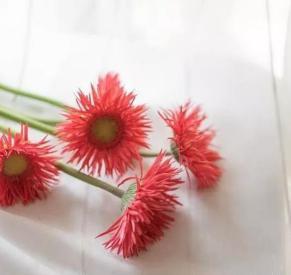 藿香蓟鲜切花如何保持新鲜？