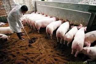 发酵床养猪热潮下的冷静反思：探寻绿色养殖新路径