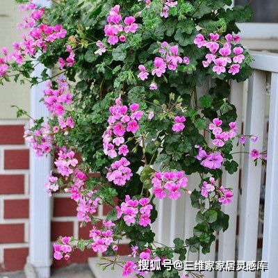 天竺葵：香艳花王，家居绿植新宠