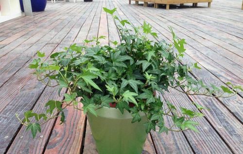 修剪：保持“小娇娇”的整洁