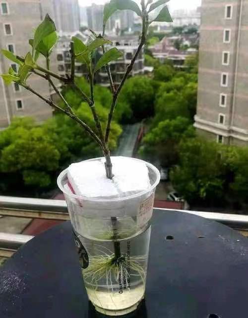 水培栀子花需要多久换一次水？图文详解中有没有详细说明