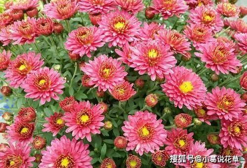 千头菊种植应该使用什么土壤？菊花的最佳配土方法是怎样的