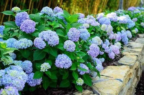 绣球鲜花蔫了怎么补救