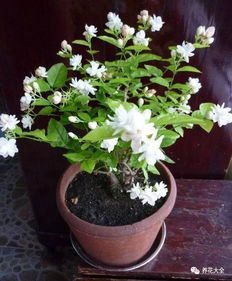 换水是关键，水质要清新