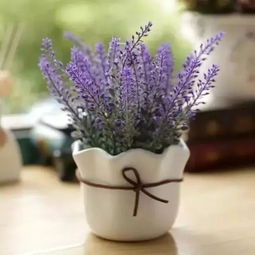 薰衣草， 助眠神器