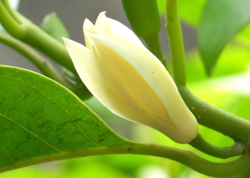 白兰，清香四溢的使者