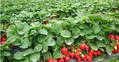 第一种肥料：有机肥料