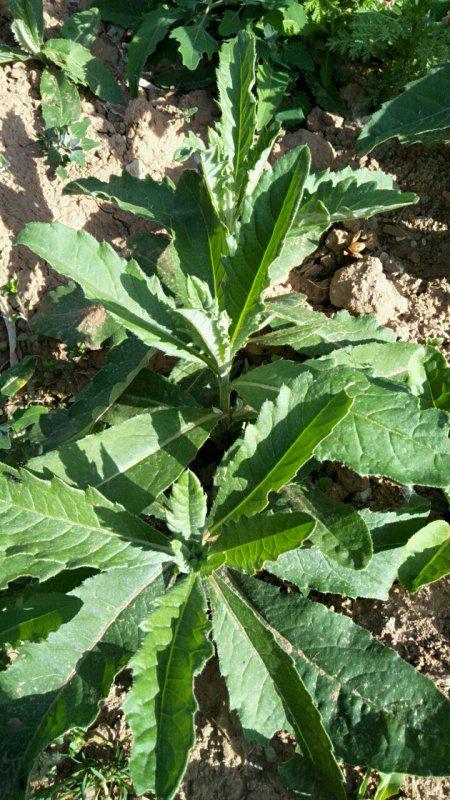 玉米没出苗，氟吡甲禾灵Neng救急吗？