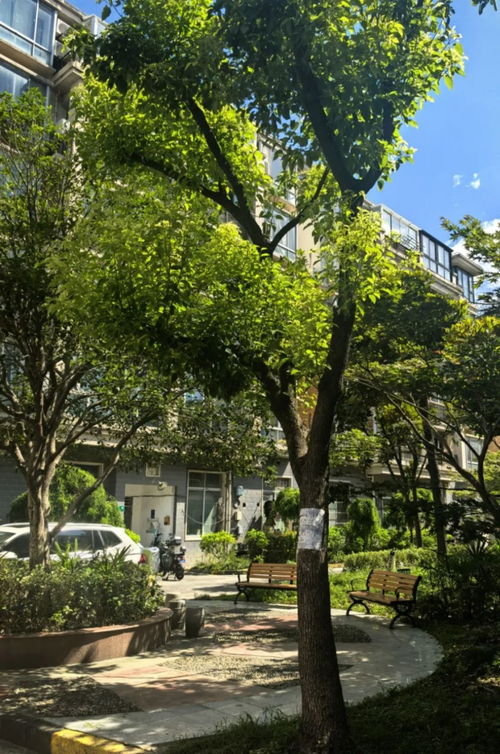 一楼花园种树， 美观耐阴，选对树种是关键