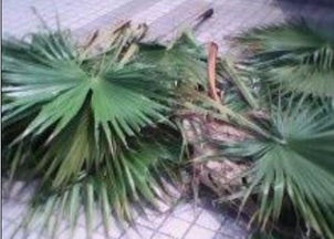 一、 锯棕榈与锯叶棕的相识之谜