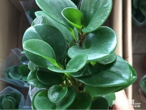 图片上的肉锥花，长得真是有个性！