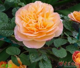 月季花的特点：话中皇后