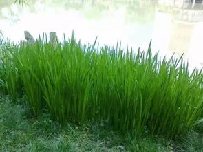 养分，养分，得适量添加