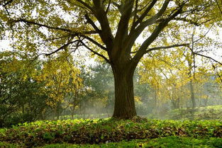风水中的树木，有哪些适合种植？