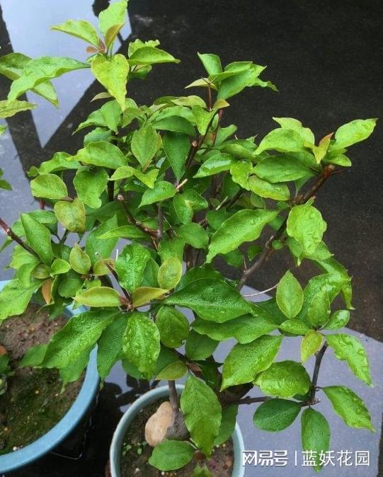 6. 注意土壤的排水