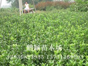 绣线菊：绿篱中的美丽使者