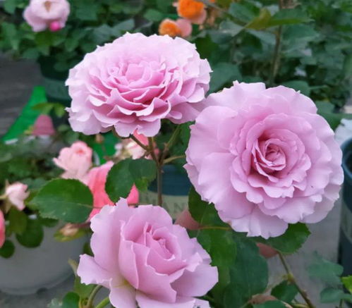 红莲月季：粉白相间的清新