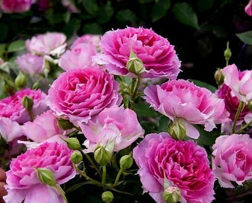 月季花盛开之美，春日花语中它何时开放最为迷人呢