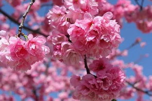 揭秘松果菊开花的奥秘，它究竟在哪个季节绽放最为美丽呢