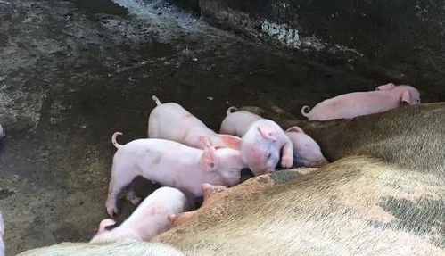 沈阳现在猪肉和肥猪价格分别是多少一斤？