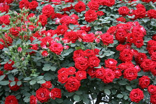 月月红的种植秘诀