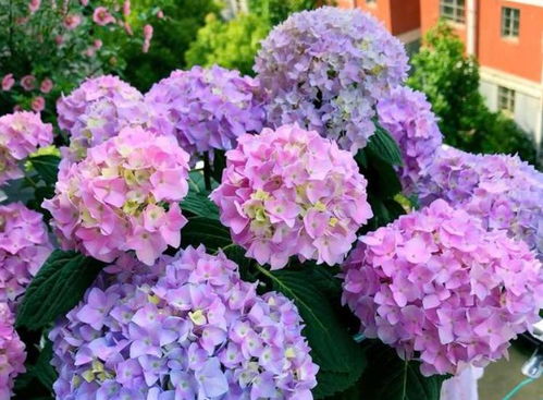 绣球花的阳光与阴影