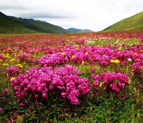 花海寻踪，自我绽放——探索花卉之美