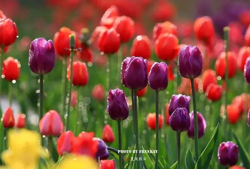 郁金香的色彩盛宴