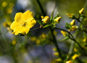 常见野生黄花对比表