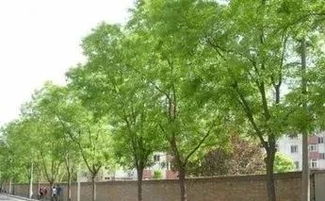 测量方法， 标准化彳艮重要