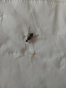 虫死光，真的那么神奇吗