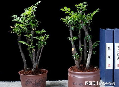 不怕冷的盆栽植物