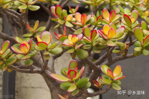 夏日养玉树秘籍：科学浇水，养护无忧